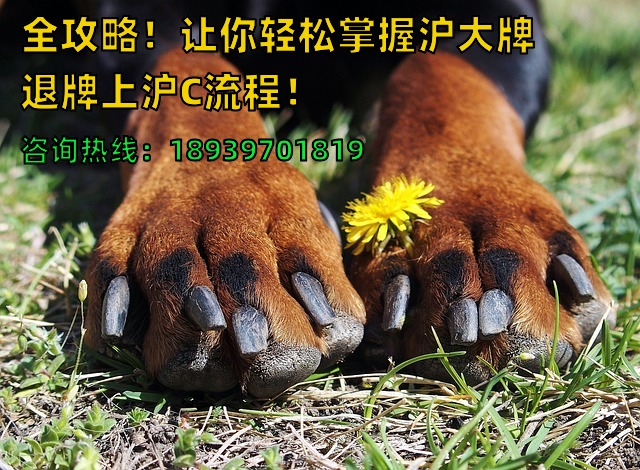 全攻略！让你轻松掌握沪大牌退牌上沪C流程！